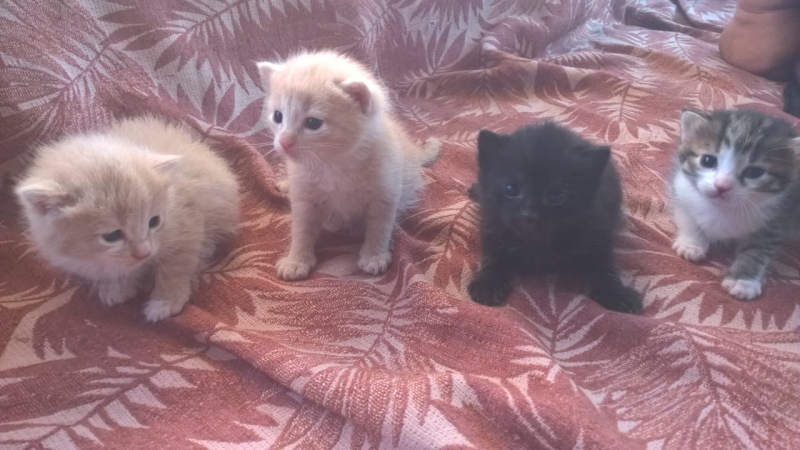 Котятки