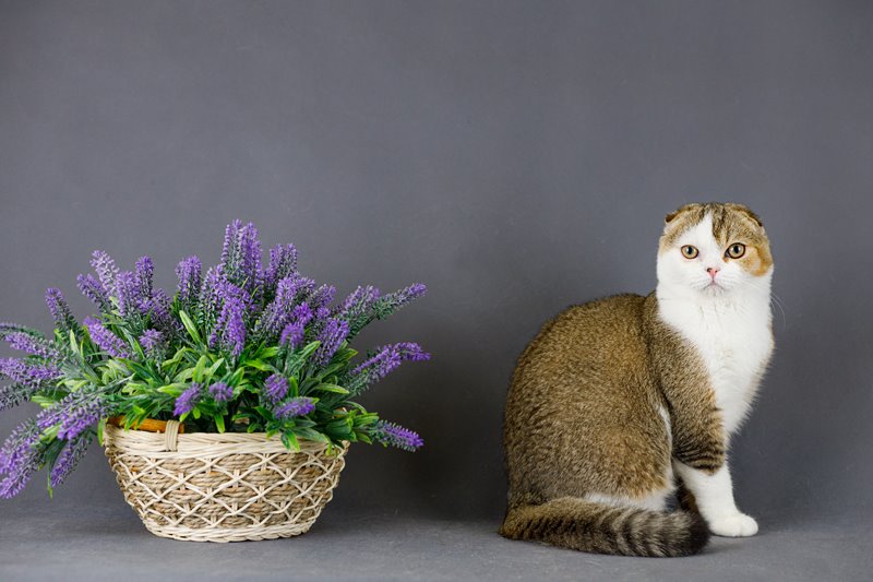 Красивейшие шотландские котята