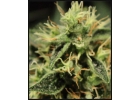 Купить семена конопли Аuto Super bud и другие сорта