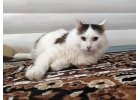 Гордость любого дивана Добрейший молодой домашний котик Кирюша в добрые руки