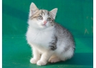 Котнок Мила в добрые руки