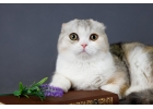 Лучшие шотландские котята из питомника